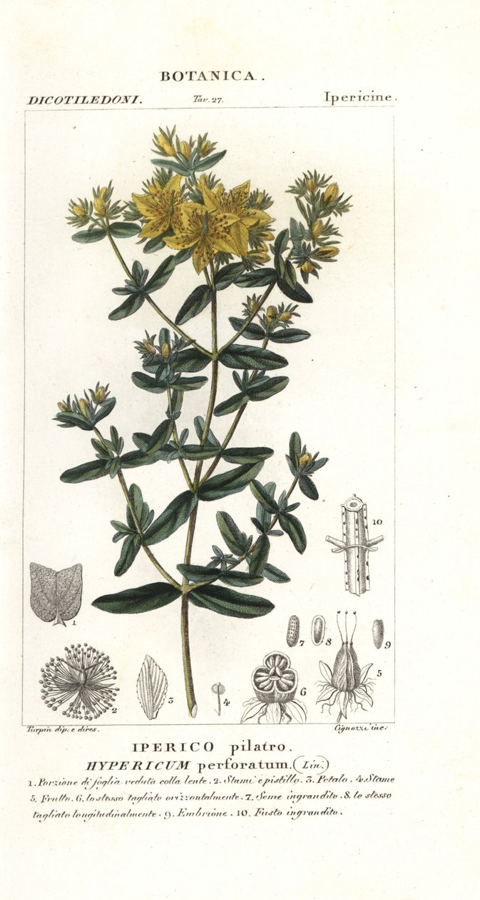 Hierba de San Juan perforada, Hypericum perforatum de Stanghi Stanghi