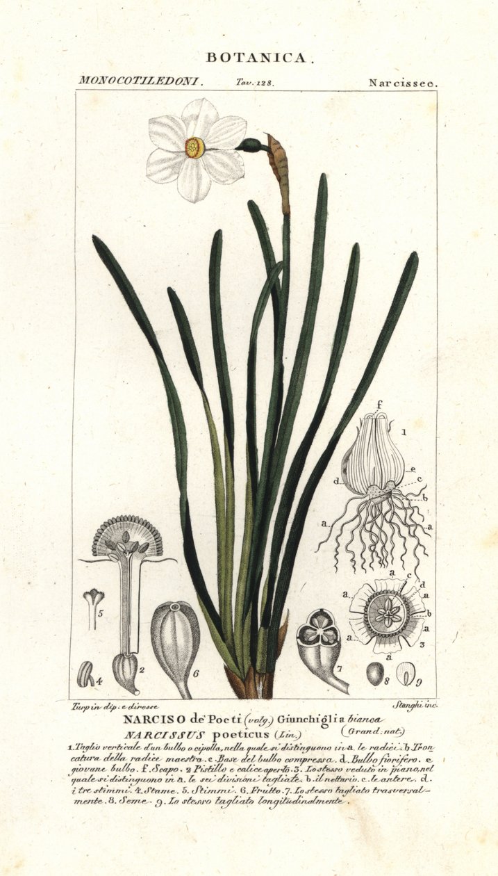 Narciso de poeta, Narcissus poeticus de Stanghi Stanghi