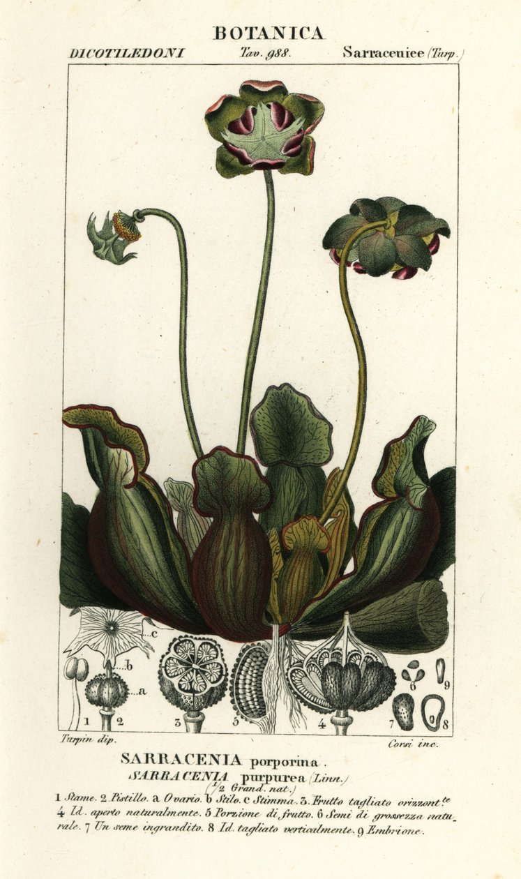 Planta de jarra púrpura, Sarracenia purpurea de Stanghi Stanghi