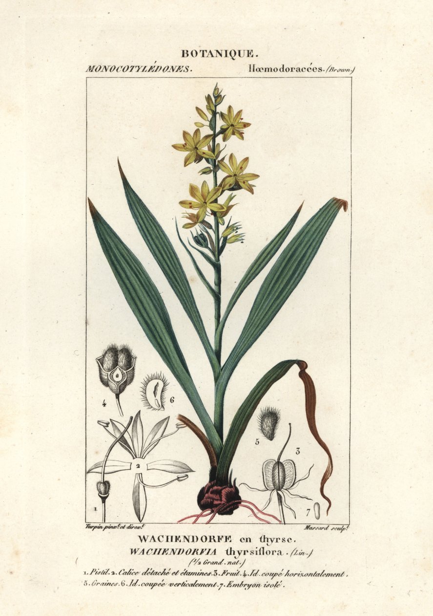 Raíz roja, Wachendorfia thyrsiflora de Stanghi Stanghi