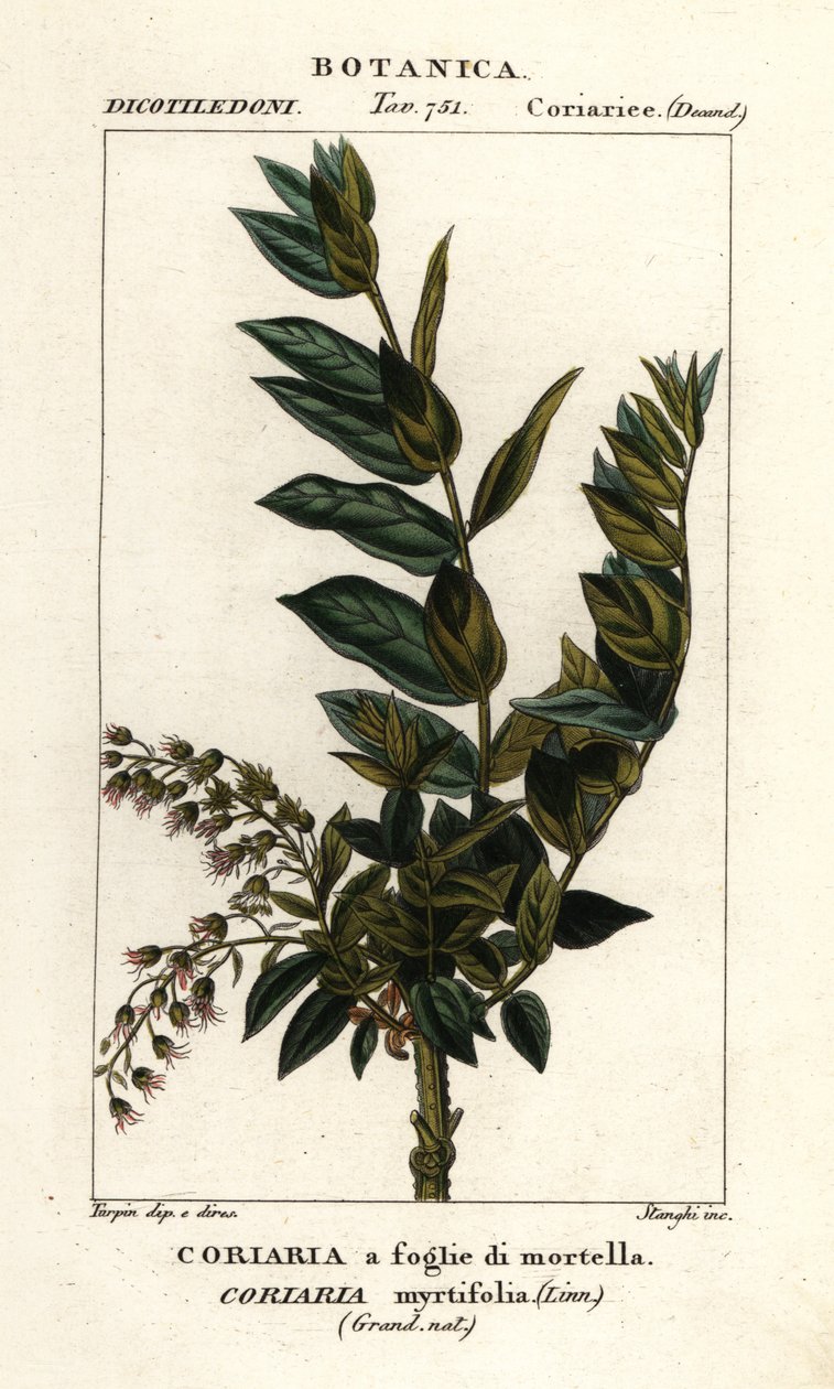 Árbol de Redoul, Coriaria myrtifolia de Stanghi Stanghi