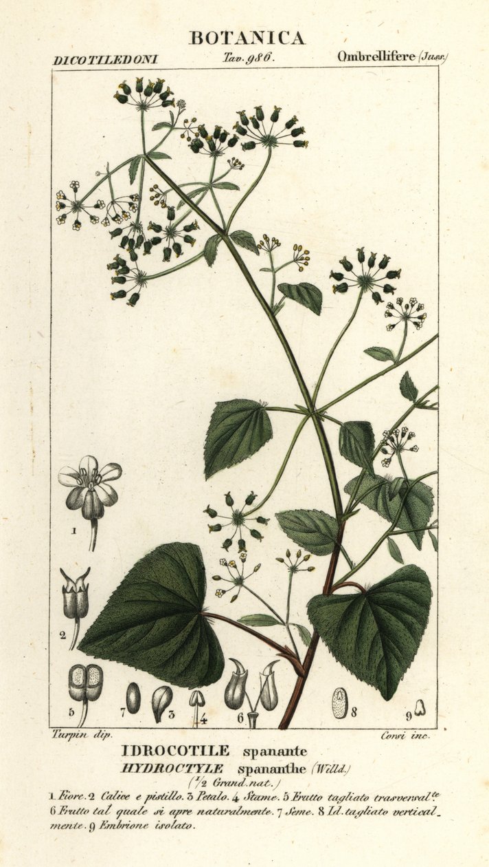 Spananthe paniculata Hydrocotyle spananthe, Idrocotile spanante de Stanghi Stanghi