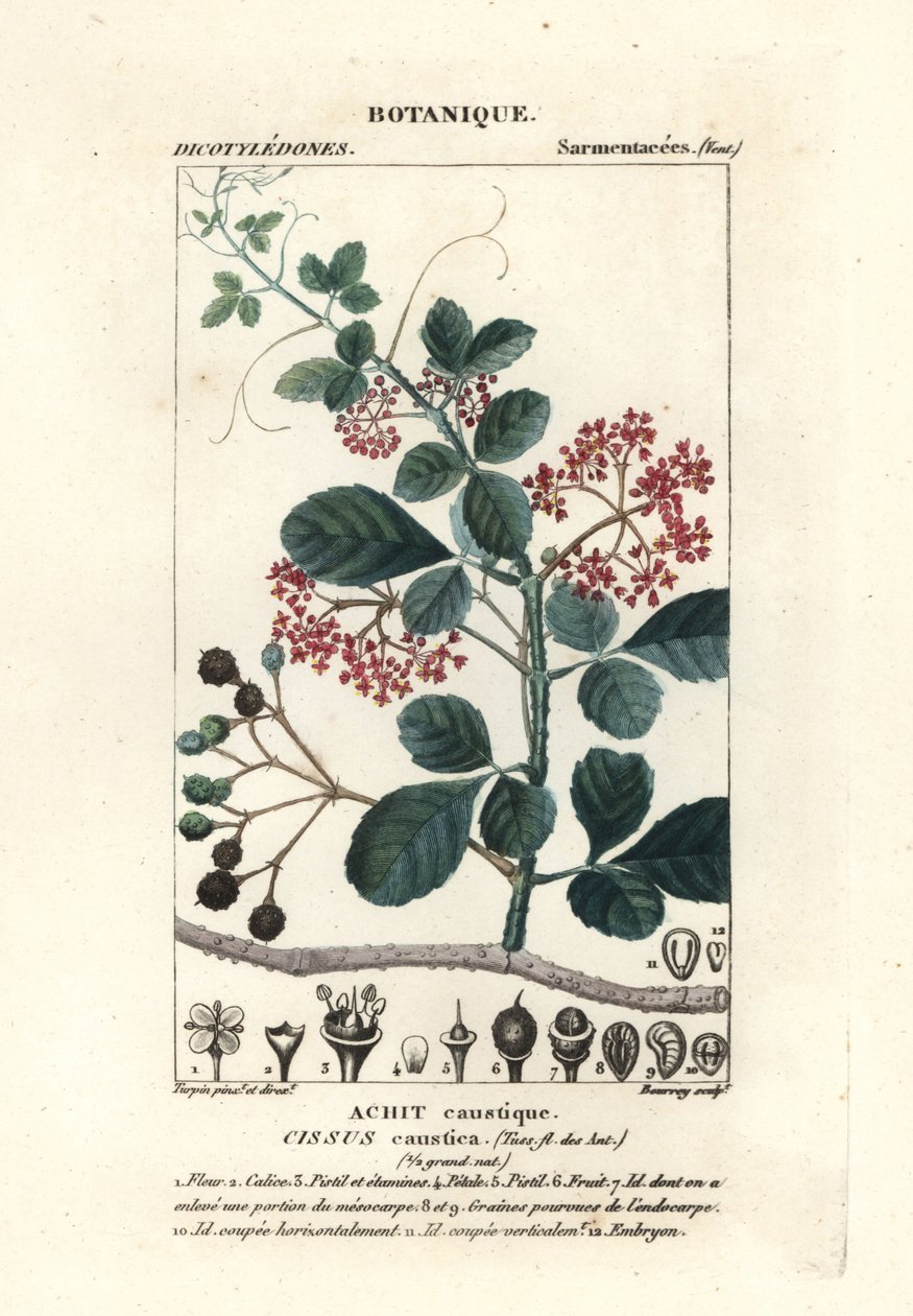 Cissus obovata, árbol de hoja de cuchara de Stanghi Stanghi
