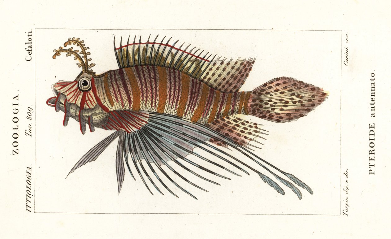 Pez león, Pterois antennata de Stanghi Stanghi