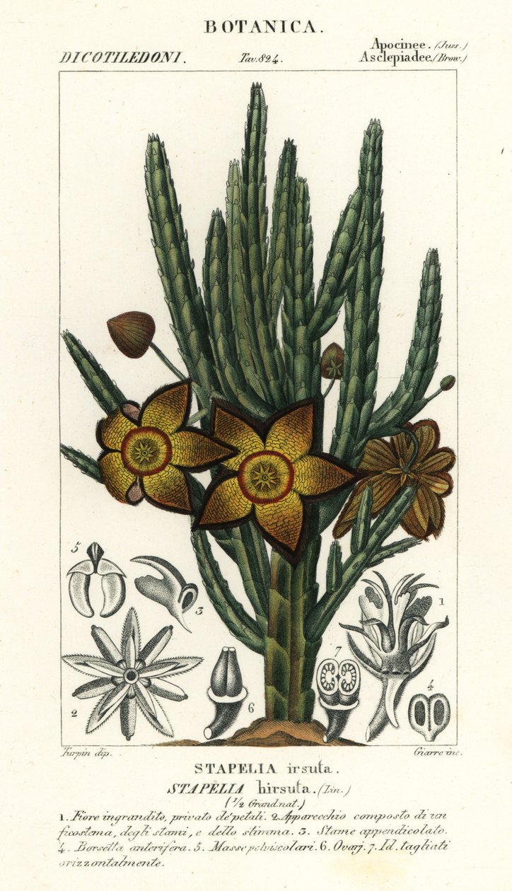 Flor de estrella de mar o planta carroñera, Stapelia hirsuta de Stanghi Stanghi