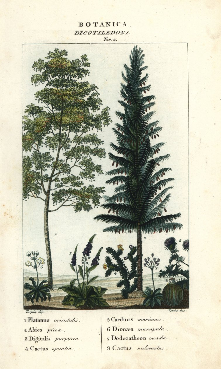 Sicomoro, abeto, dedalera, chumbera, etc. de Stanghi Stanghi