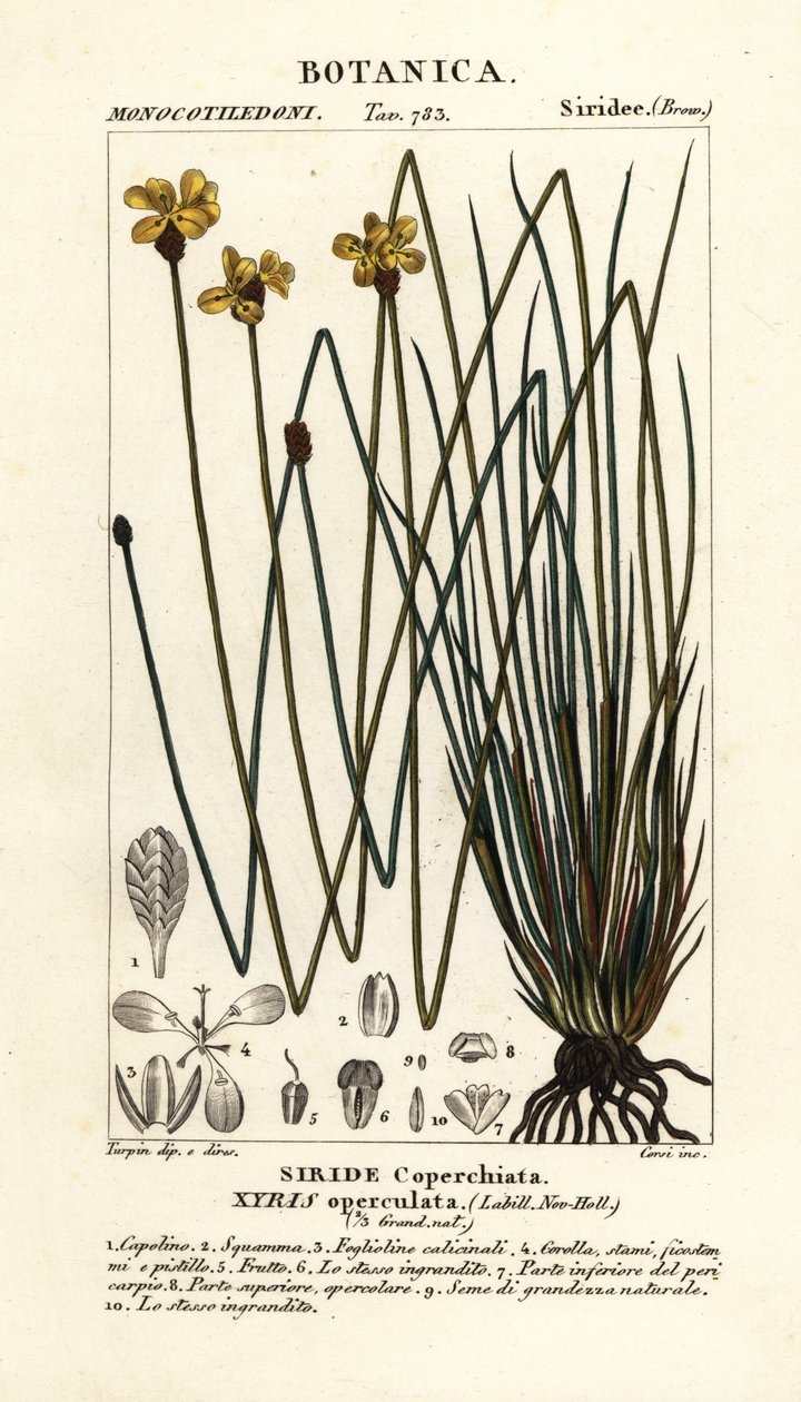 Ojo amarillo alto, Xyris operculata de Stanghi Stanghi