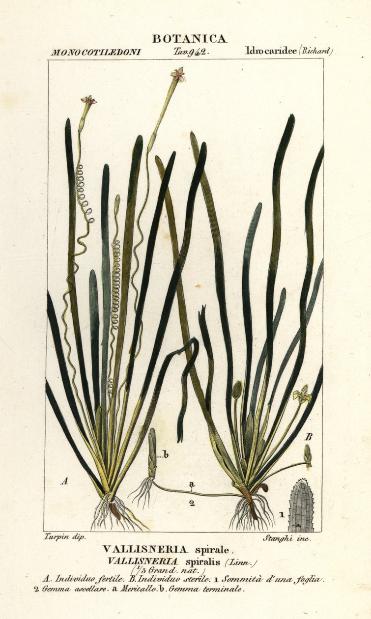 Hierba cinta o hierba anguila, Vallisneria spiralis de Stanghi Stanghi