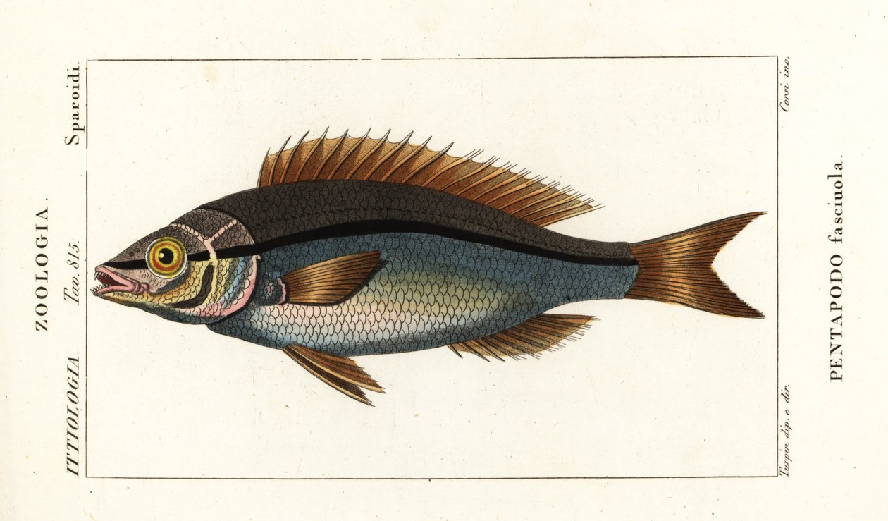 Sargo, Pentapodus fasciuola de Stanghi Stanghi