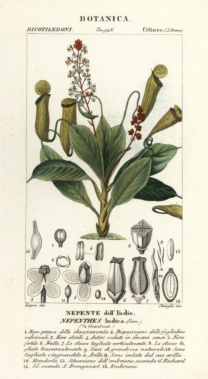 Planta de jarra tropical, Nepenthes distillatoria de Stanghi Stanghi
