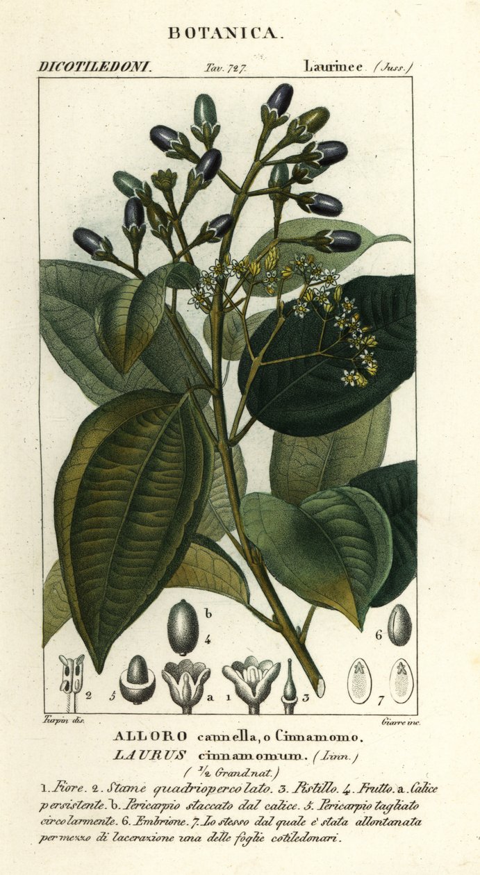 El verdadero árbol de la canela, Cinnamomum verum de Stanghi Stanghi