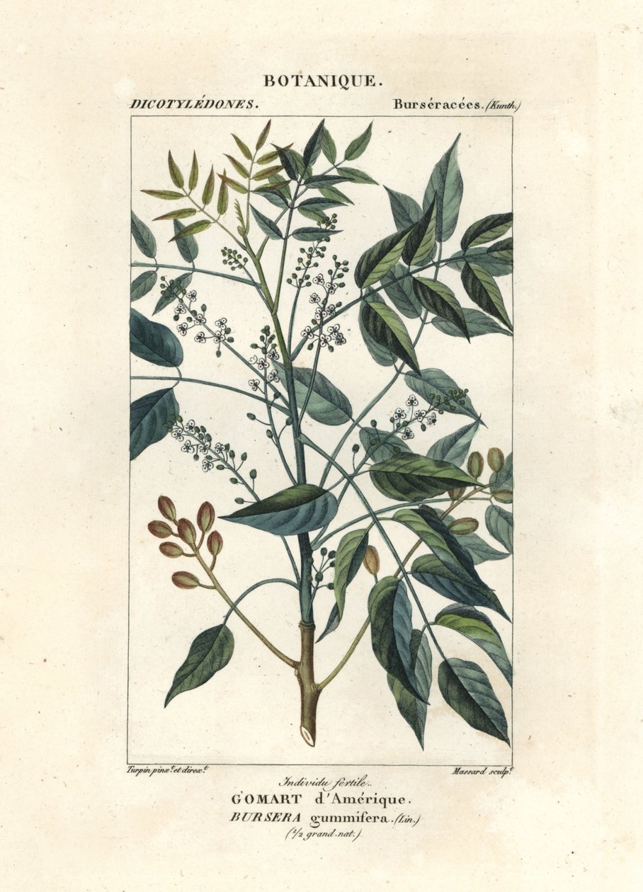 Árbol de la trementina, Bursera simaruba de Stanghi Stanghi