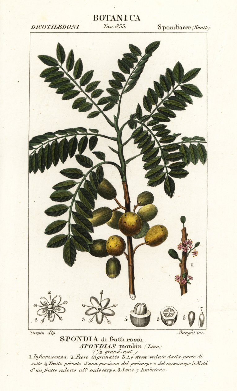 Ciruela amarilla, Spondias monbin de Stanghi Stanghi