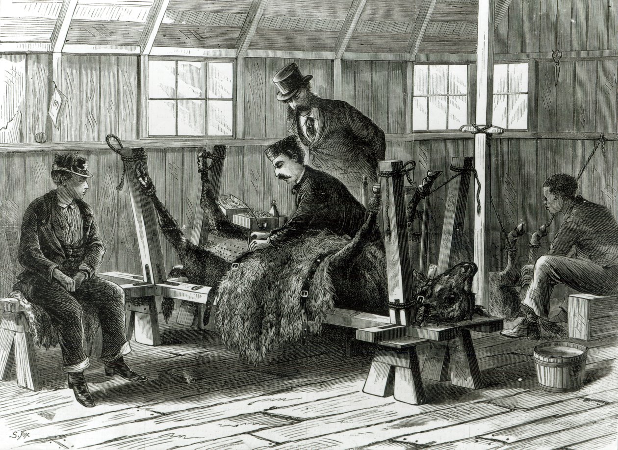 Tomando virus del ternero, ilustración de 