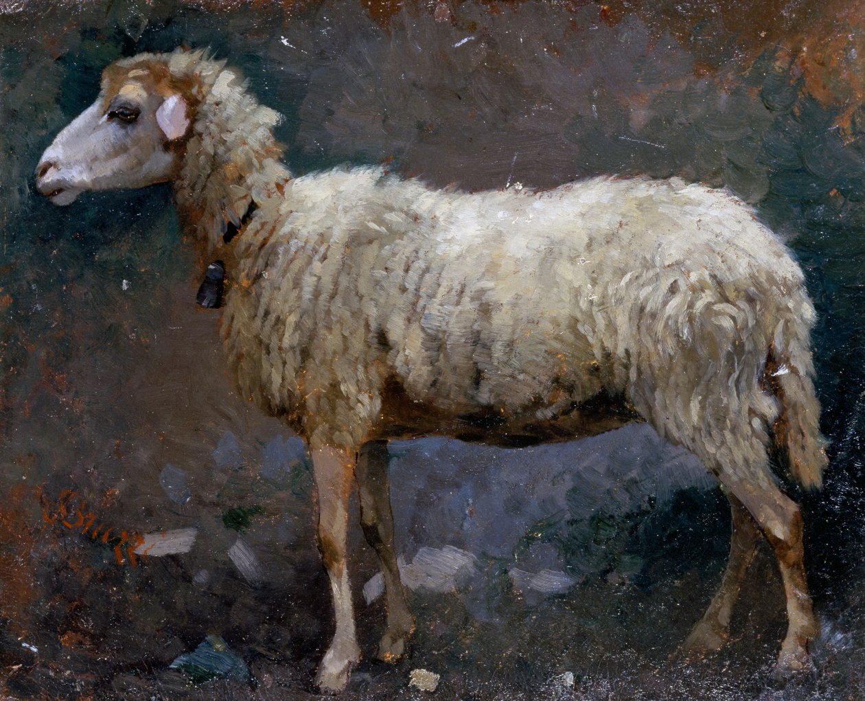 Oveja de perfil de Stefano Bruzzi