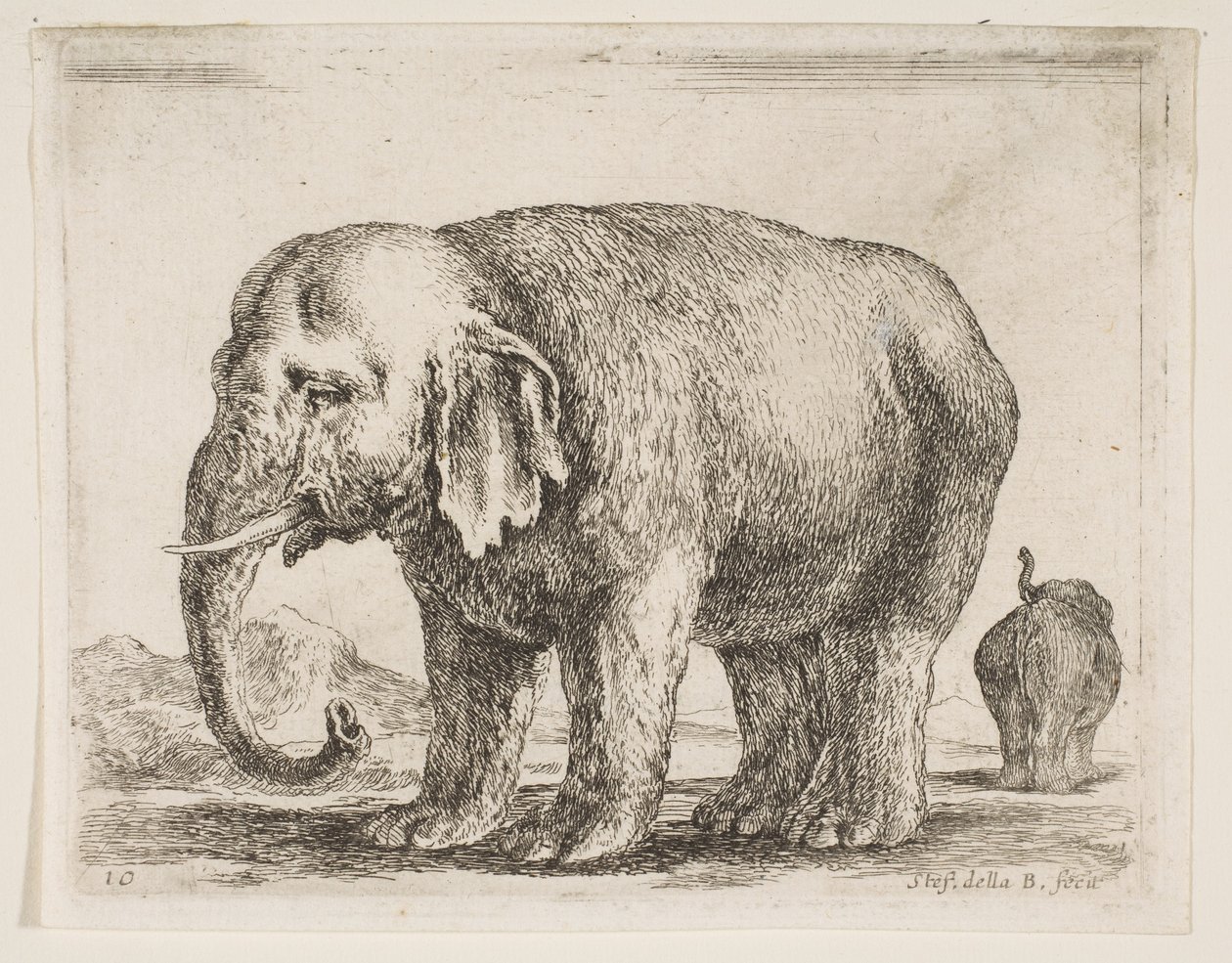Placa 10: elefante, de Diversi animali de Stefano della Bella
