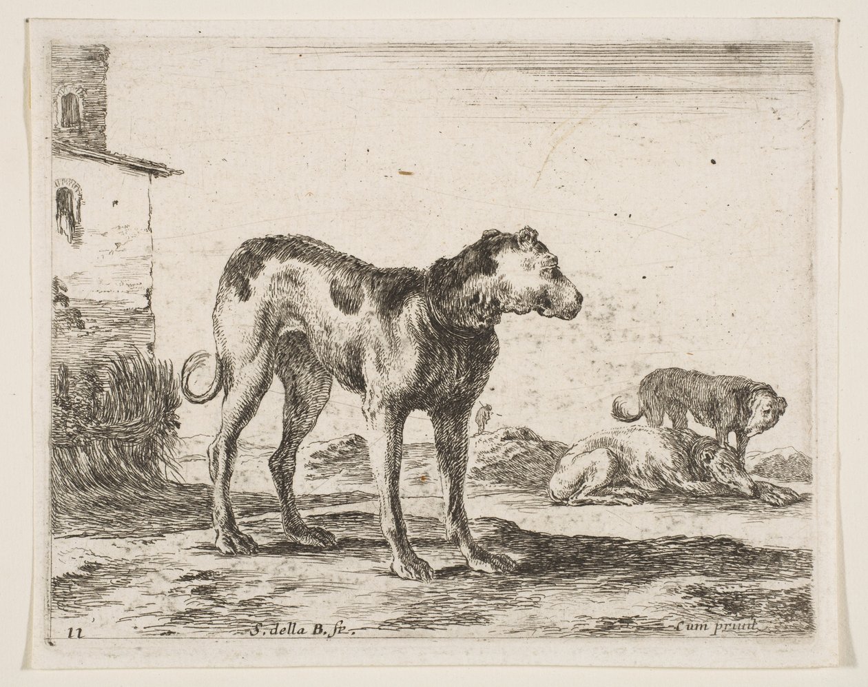 Lámina 11: perros, de Diversos animales de Stefano della Bella