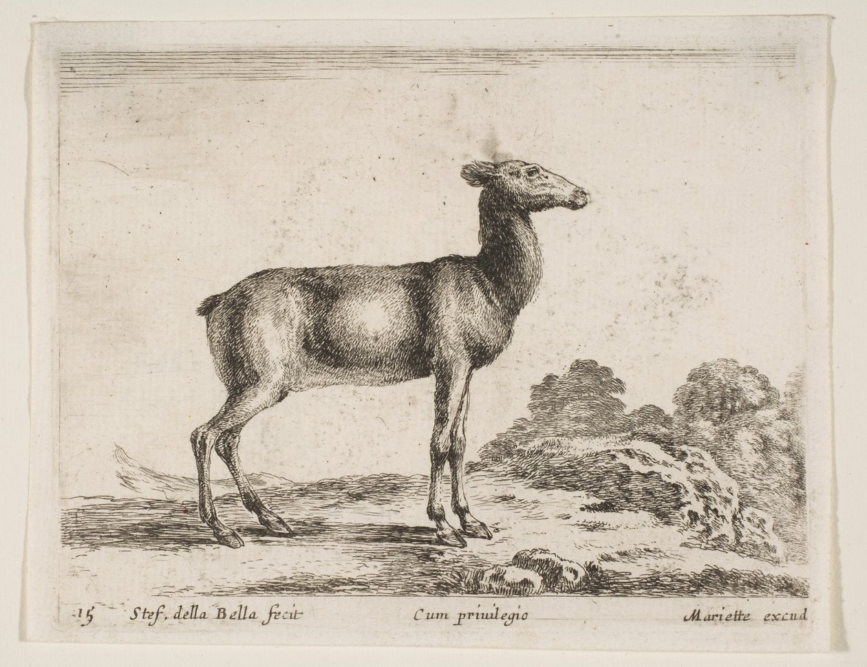 Placa 15: cierva, de Diversos animales Diversi animali, ca. 1641 de Stefano della Bella