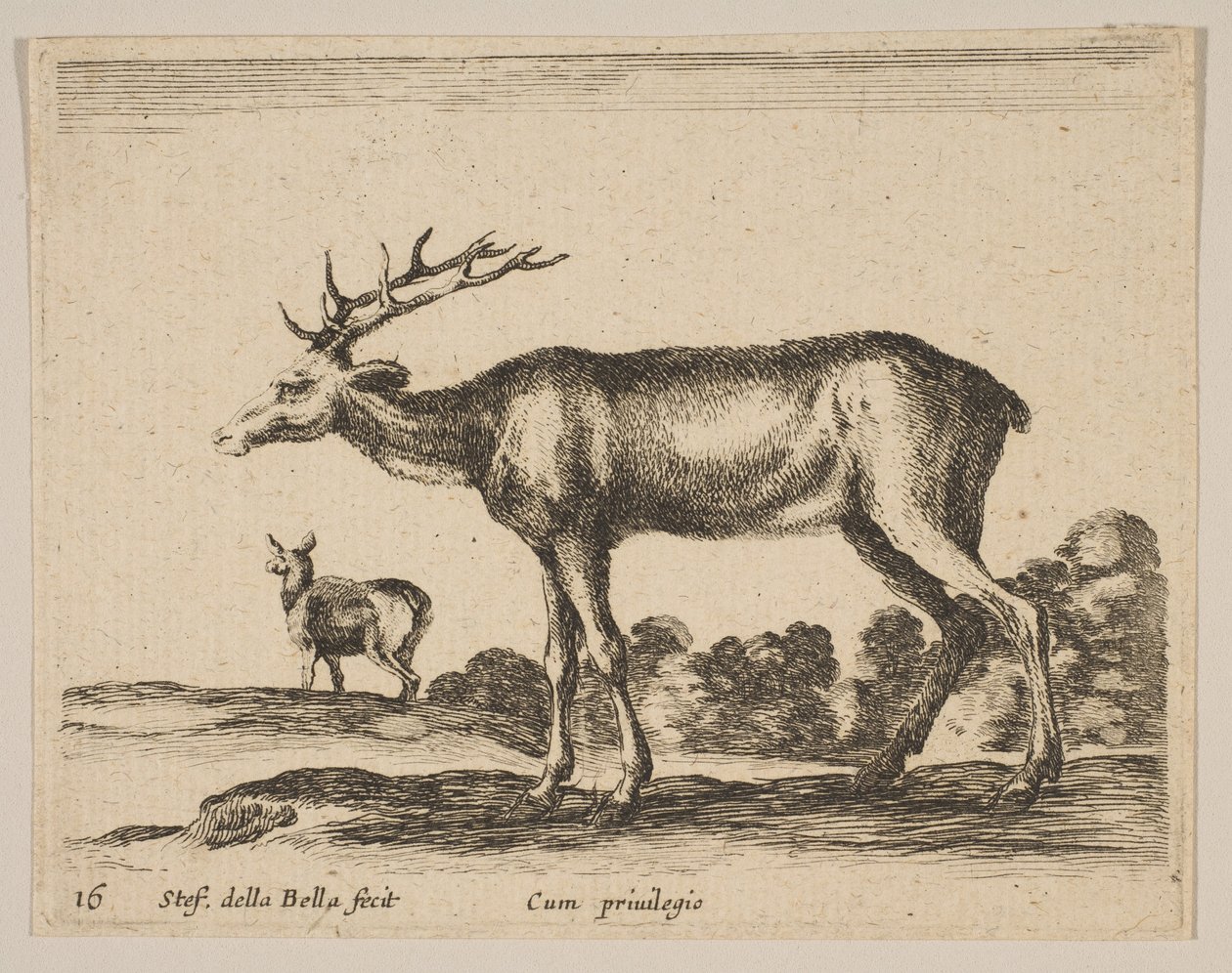 Ciervo, de Diversos animales de Stefano della Bella