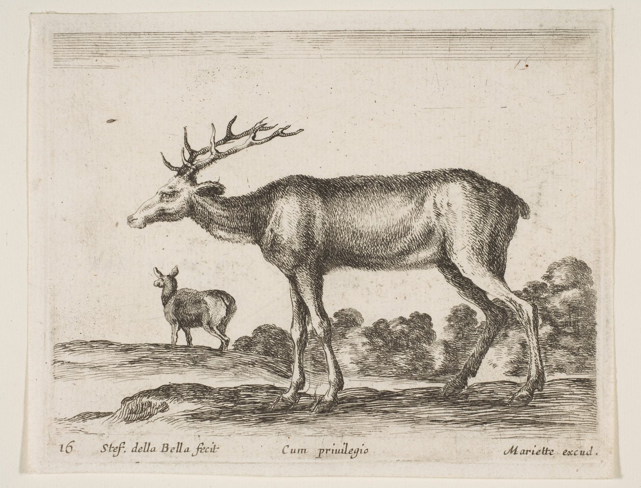 Placa 16: ciervo, de Diversos animales Diversi animali, ca. 1641 de Stefano della Bella