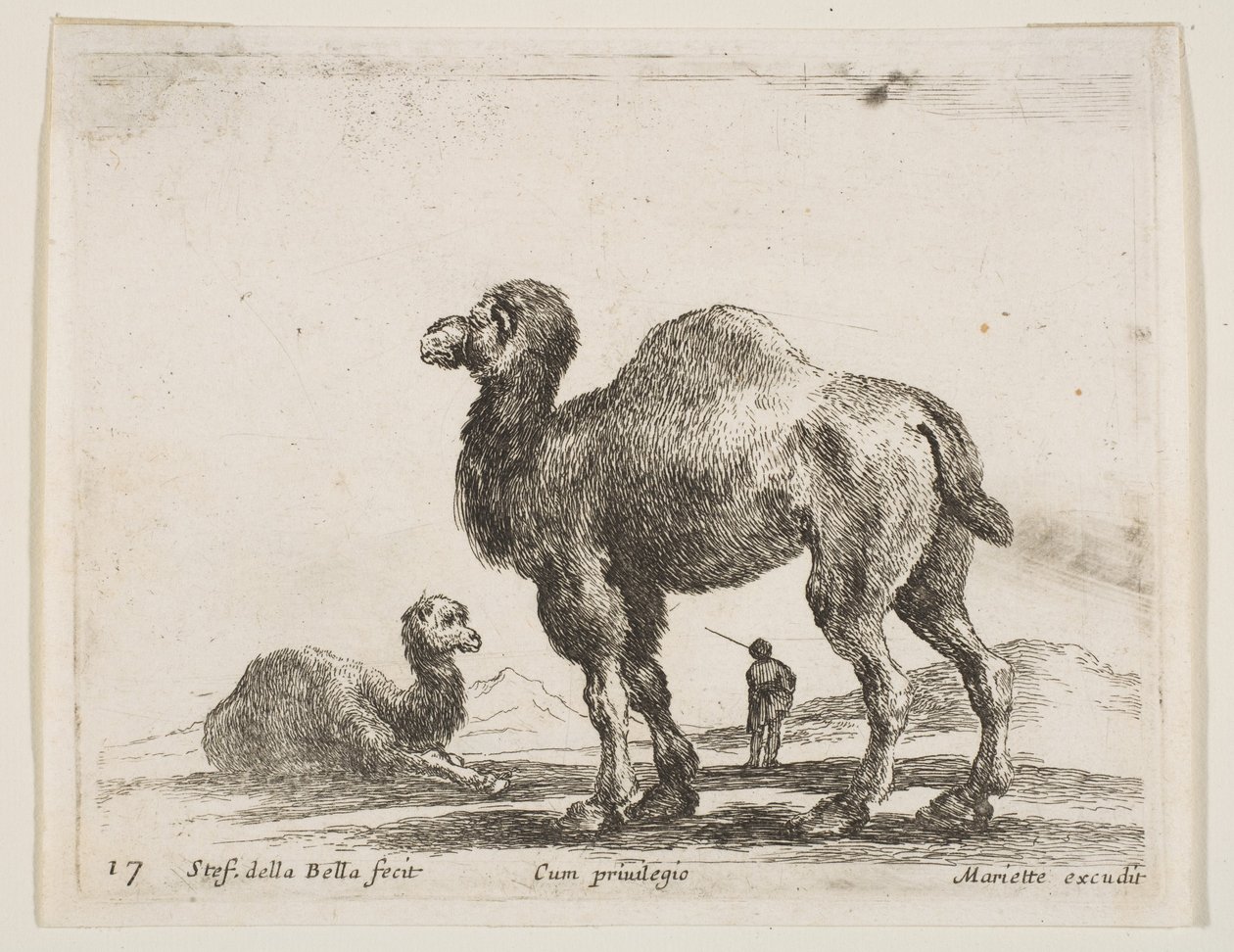 Placa 17: camellos, de Diversos animales Diversi animali, ca. 1641 de Stefano della Bella