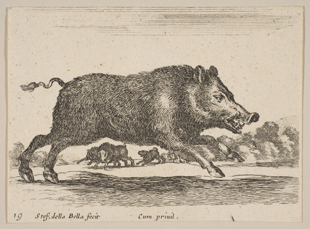 Placa 19: jabalí, de Diversos animales de Stefano della Bella