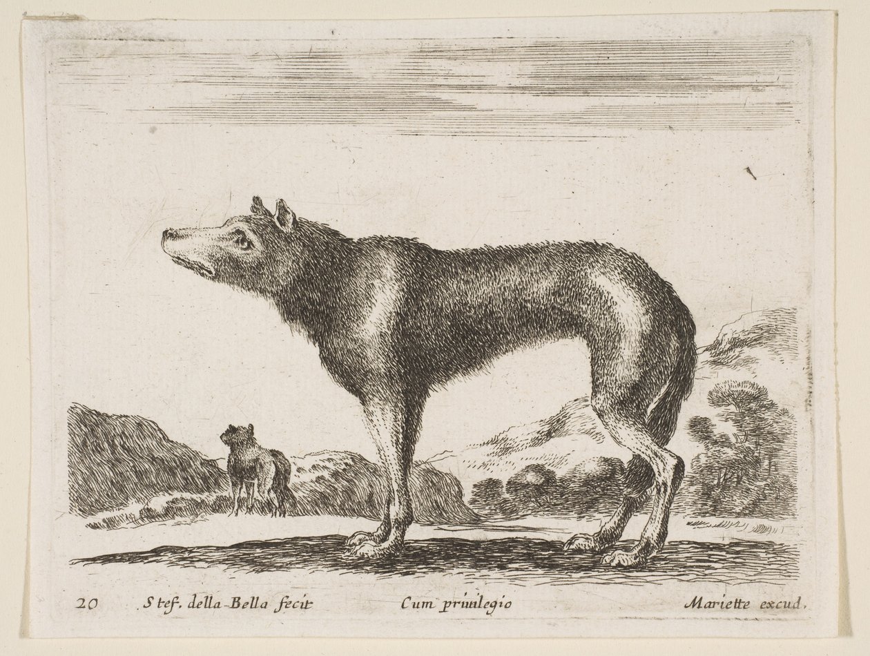 Placa 20: lobo, de Diversos animales, ca. 1641 de Stefano della Bella