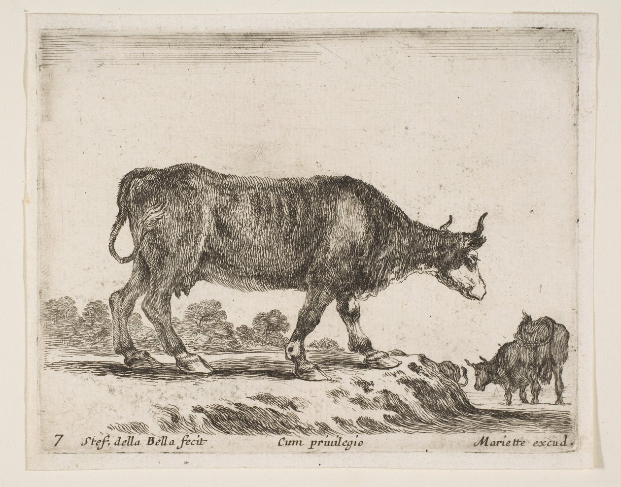 Placa 7: buey, de Varios animales Diversi animali de Stefano della Bella
