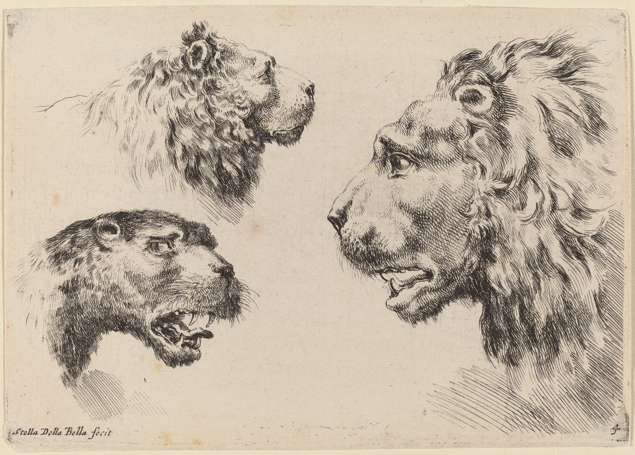Tres cabezas de león, probablemente 1649 de Stefano della Bella