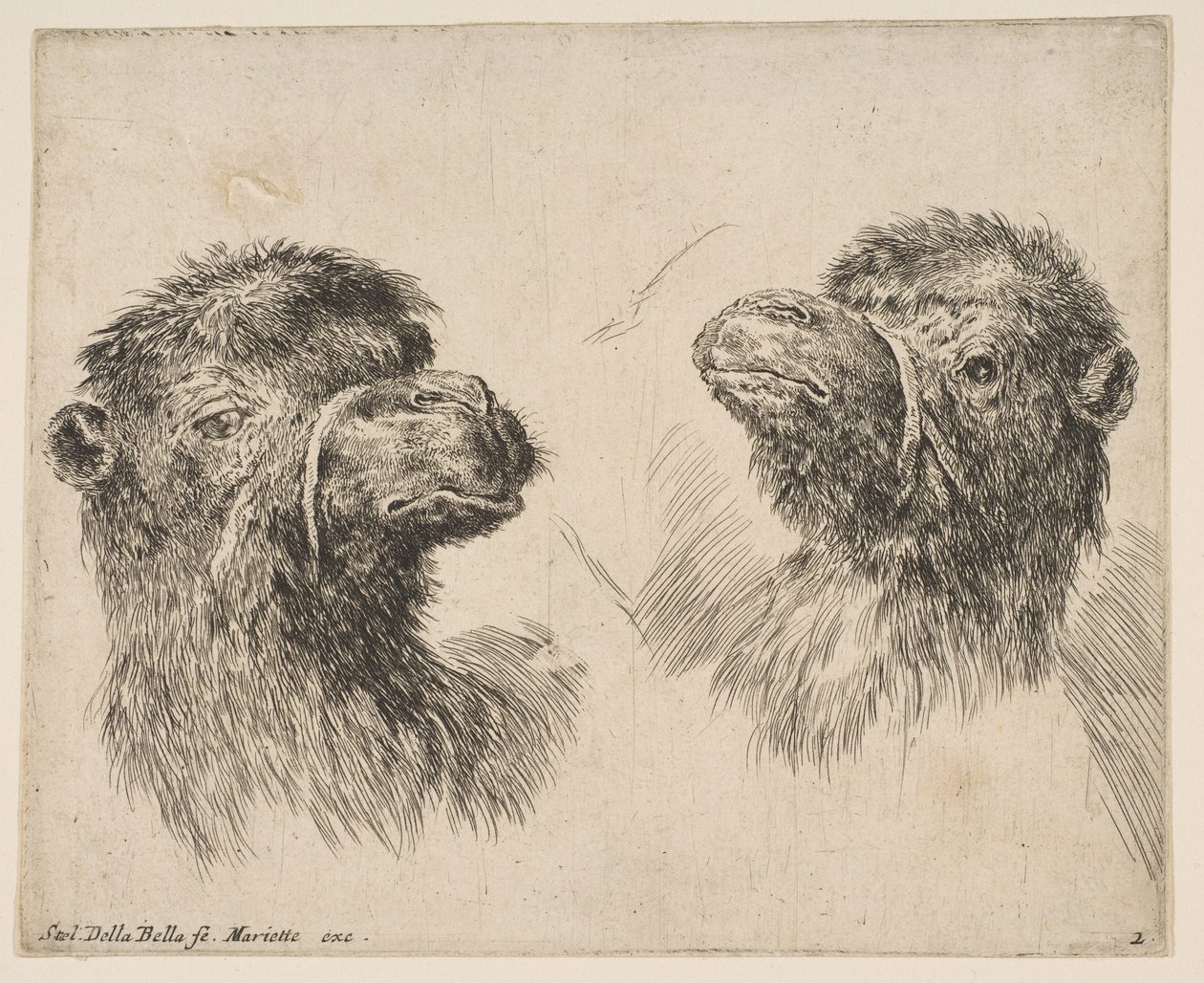 Dos Cabezas de Camello, ca. 1641 de Stefano della Bella
