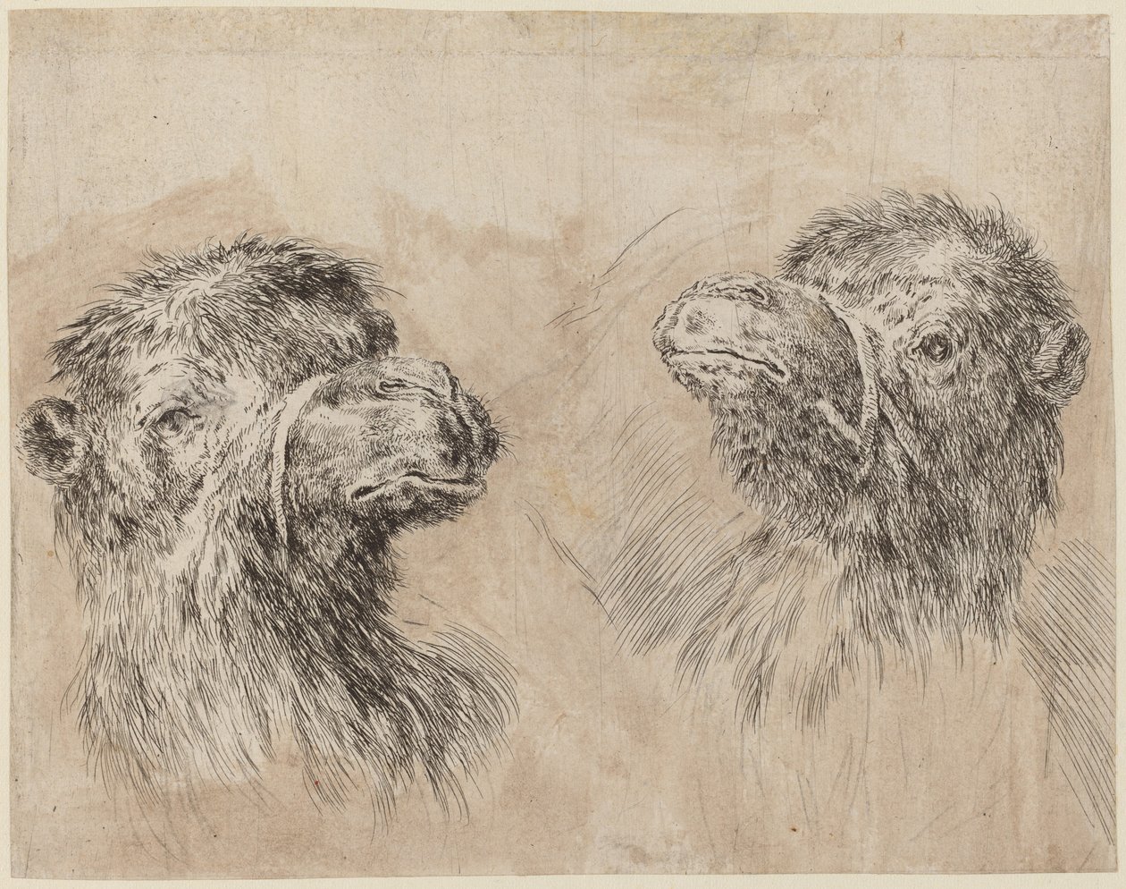 Dos cabezas de camello [recto], probablemente 1649 de Stefano della Bella