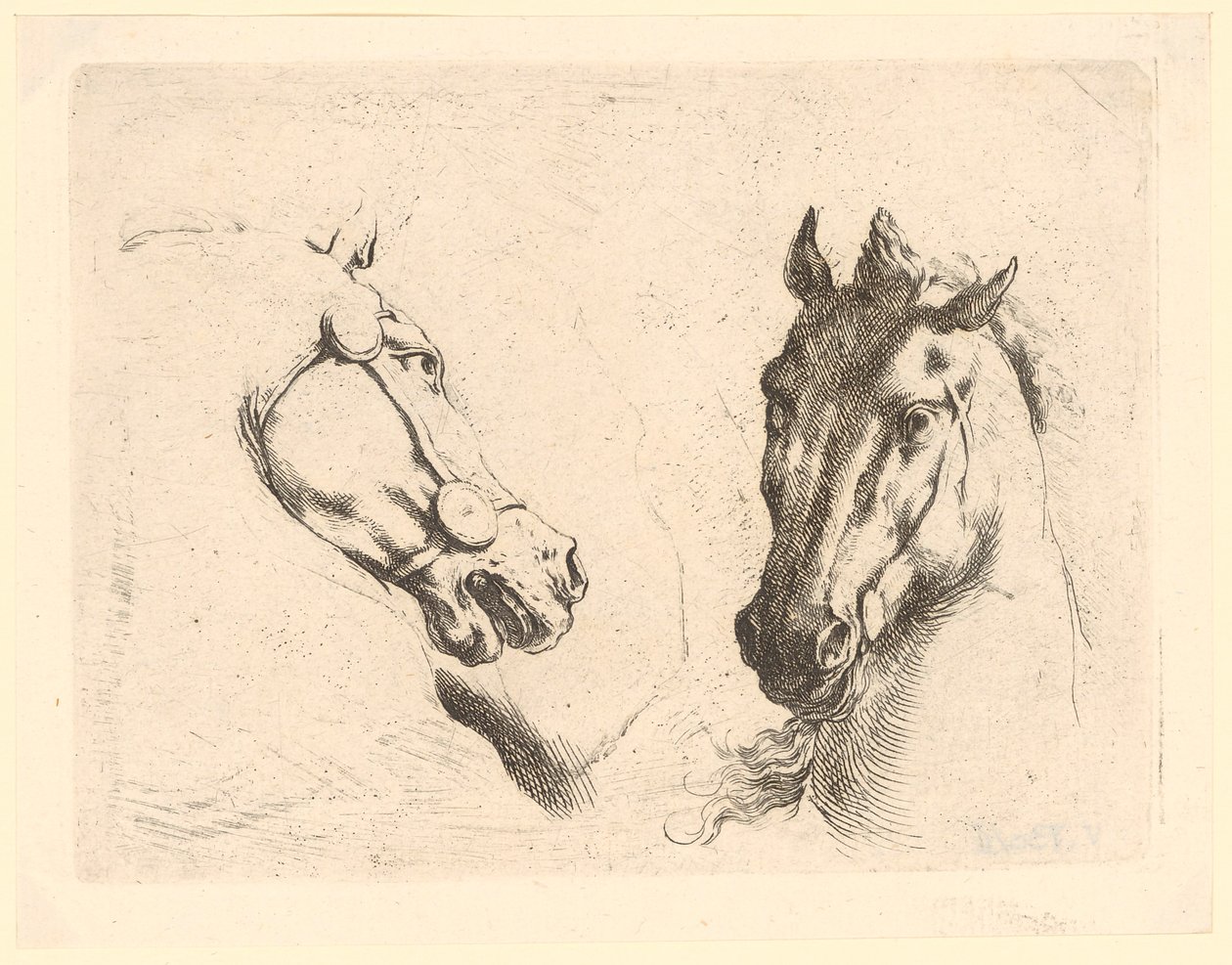 Dos cabezas de caballo, lámina 1 de la serie «Diversas cabezas de animales» de Stefano della Bella