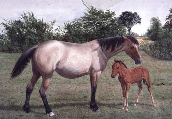 Estudios de Animales de Stephen Briggs Carlil