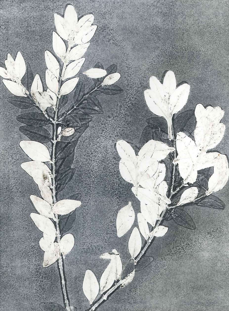 Jardín de medianoche III, 2015 (monocopia sobre papel) de Stephen Dow
