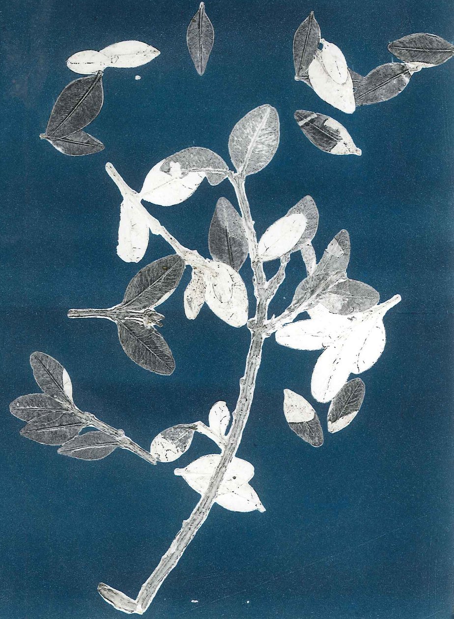 Jardín de medianoche II, 2015 (monocopia sobre papel) de Stephen Dow