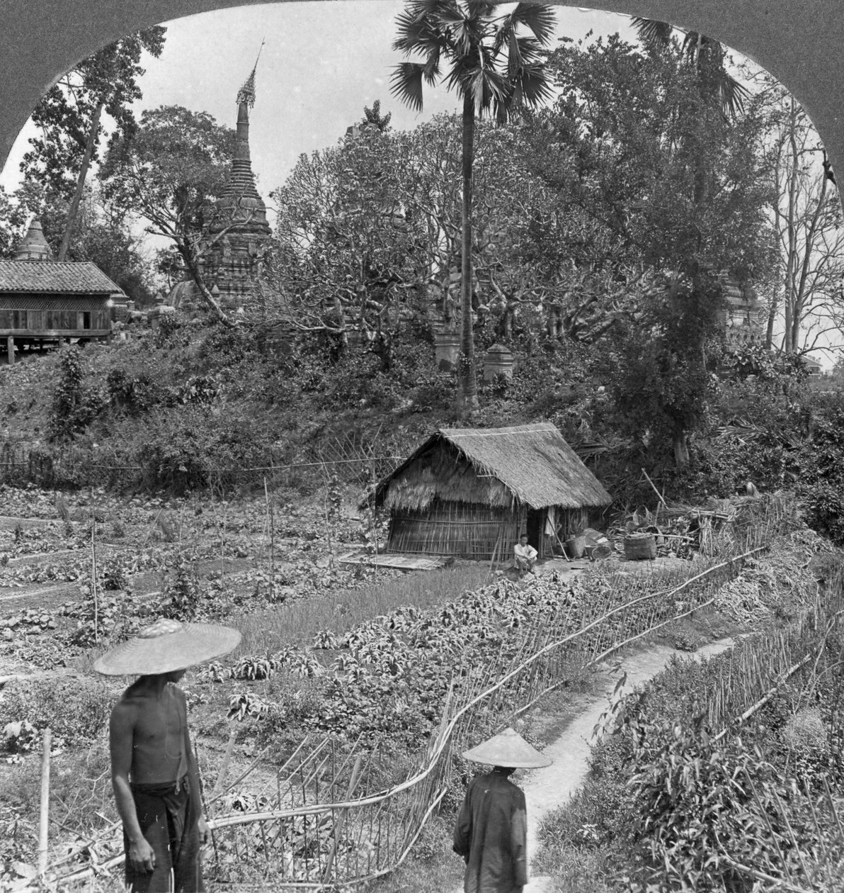 Un huerto entre pagodas, Bhamo, Birmania, 1908 de Stereo Travel Co