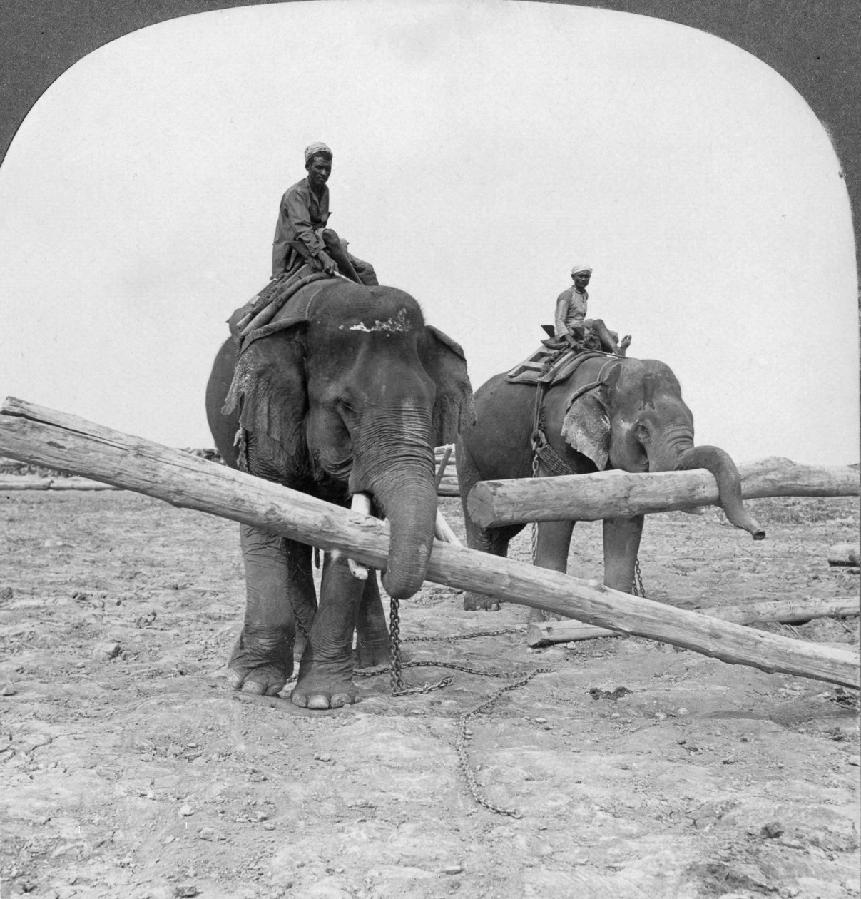 Elefantes trabajando en un aserradero, Rangún, Birmania, 1908 de Stereo Travel Co
