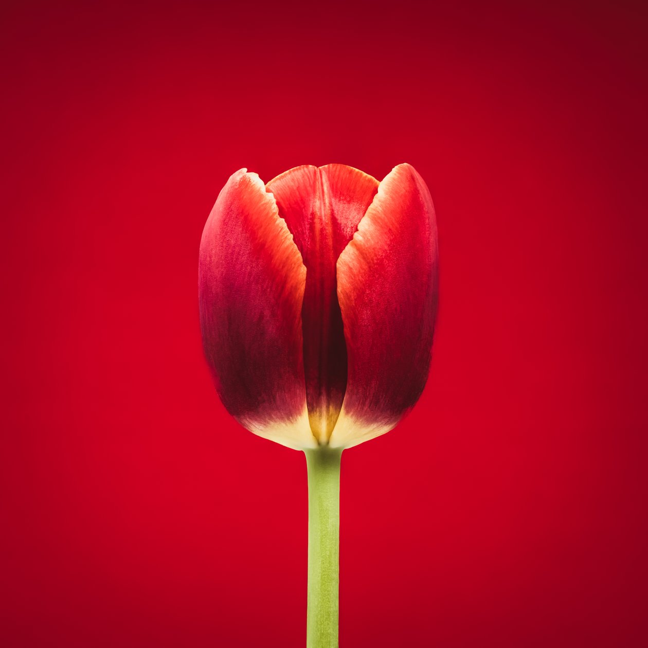 Retrato de un singular tulipán rojo sobre fondo rojo de Steve Gallagher