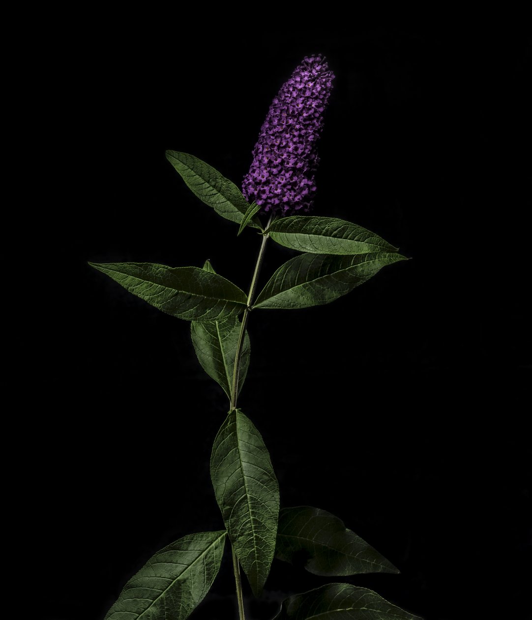 Buddleja púrpura, 2020 (foto) de Steve Gallagher