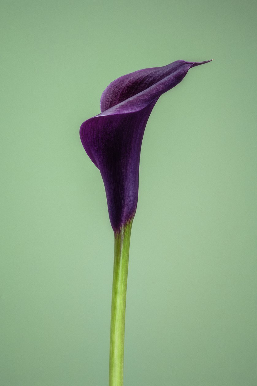 Calla Lily morada individual, 2021 (foto) de Steve Gallagher