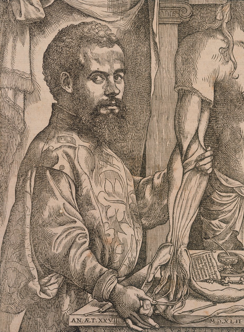 Andreas Vesalius diseccionando los músculos del antebrazo de un cadáver, 1543 de Steven van Calcar