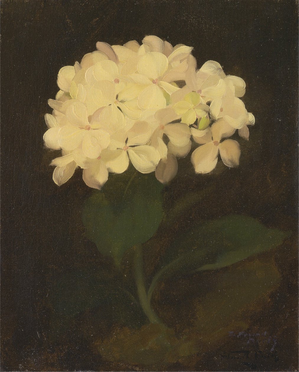 Hortensia blanca de James Stuart Park