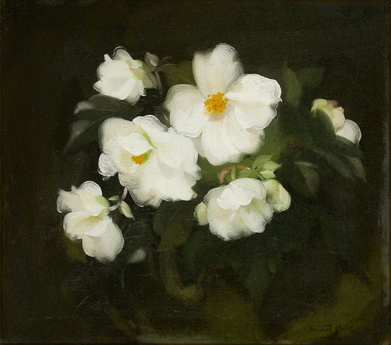 Rosas blancas de Stuart Park
