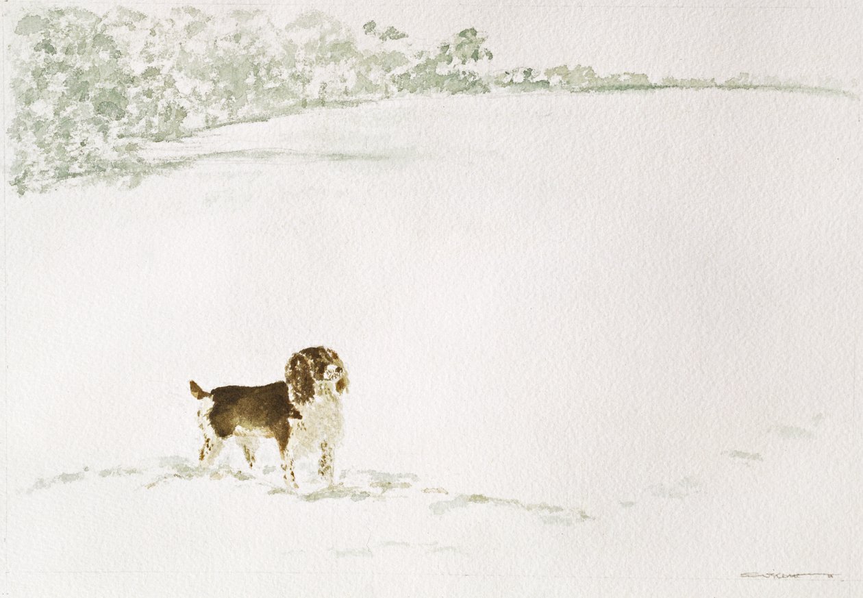Spaniel Springer en la nieve de Suzi Kennett