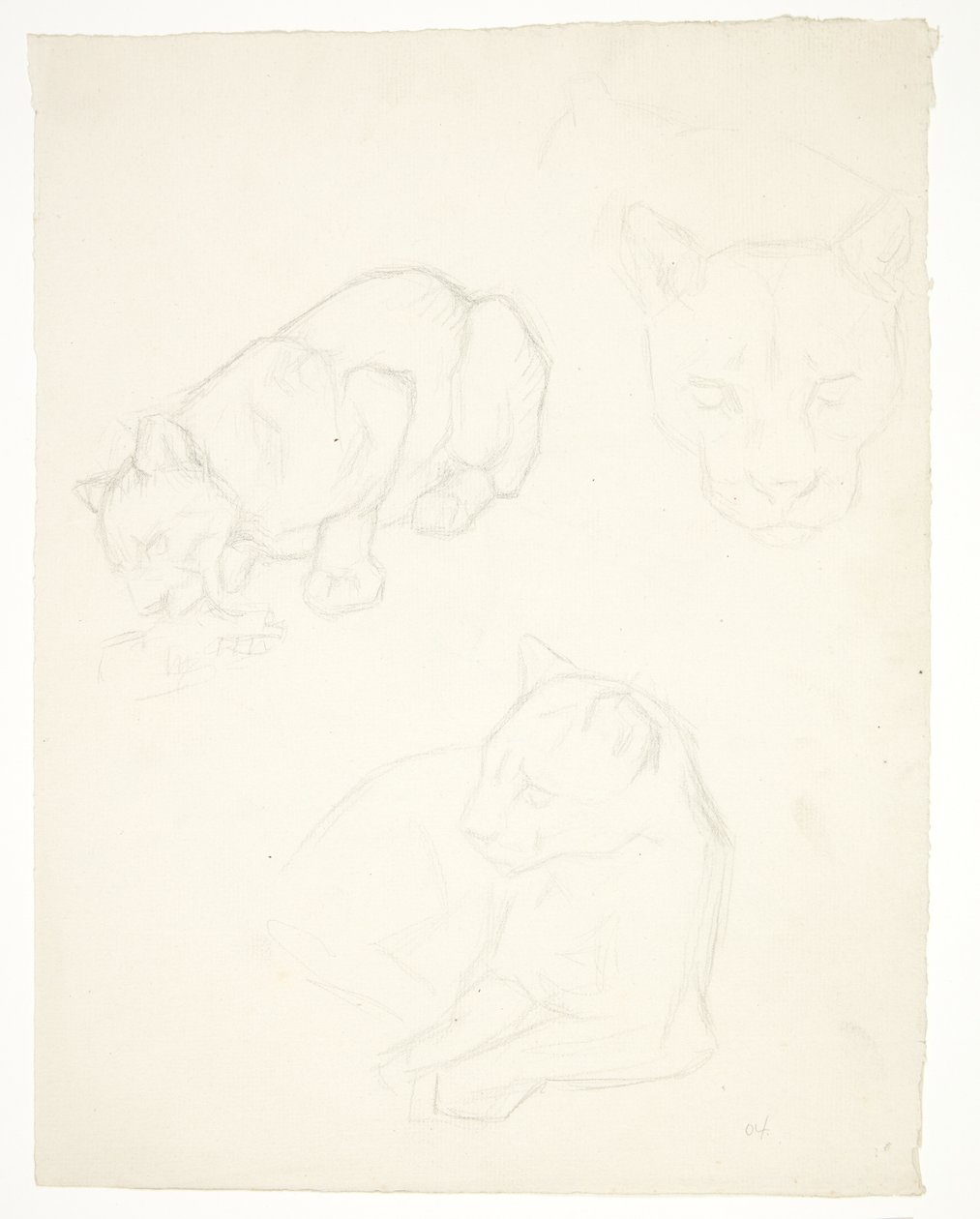 Tres estudios de un cachorro de león de Svend Rathsack