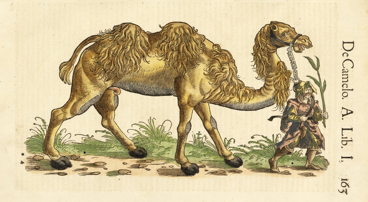 Camello Bactriano de Historiae Animalium, por Conrad Gessner (1516 - 1565), c. 1551-58 de Swiss School