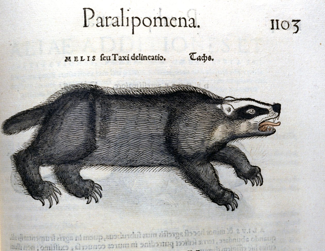 Tejón, ilustración de 