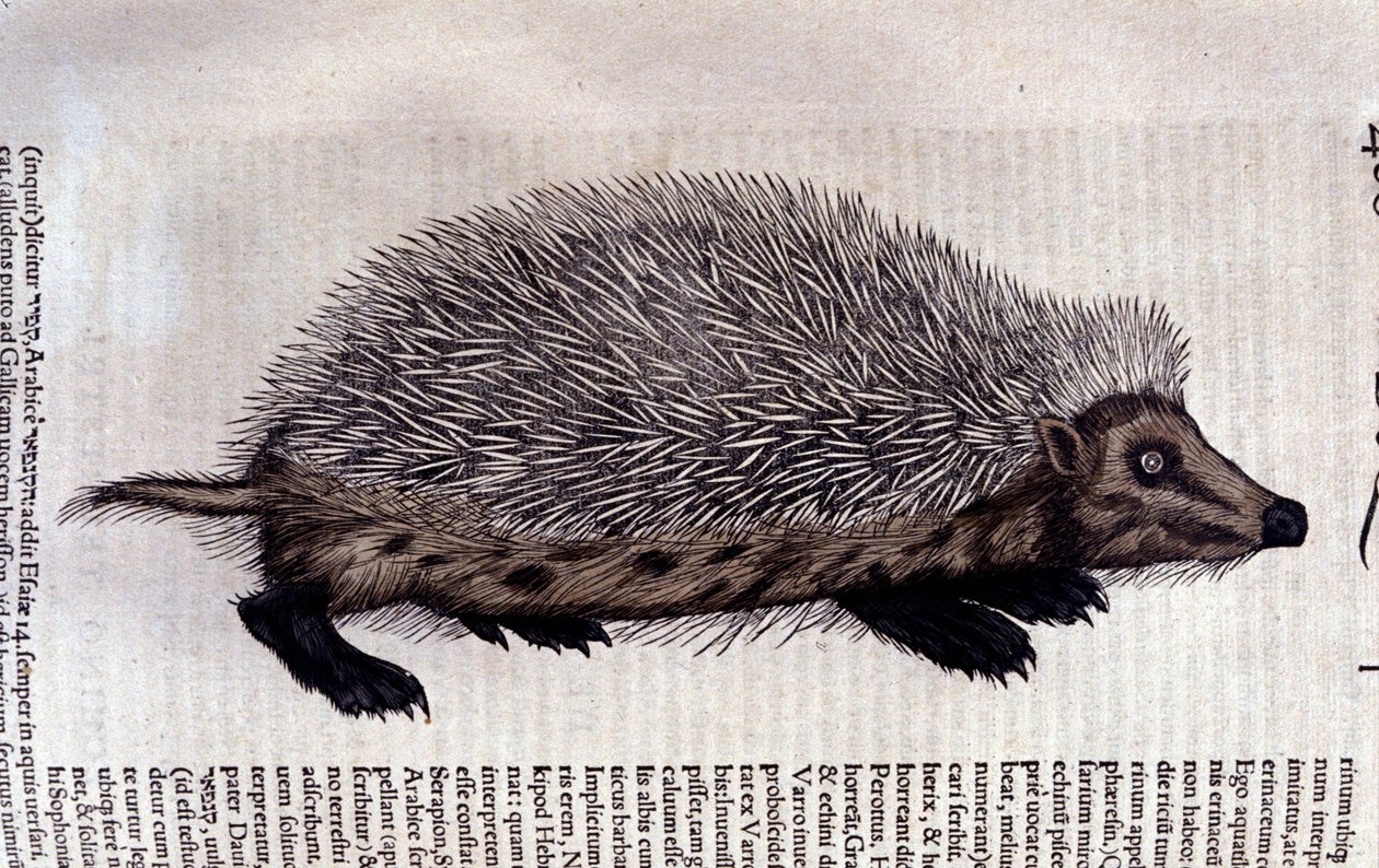 Erizo, ilustración de 