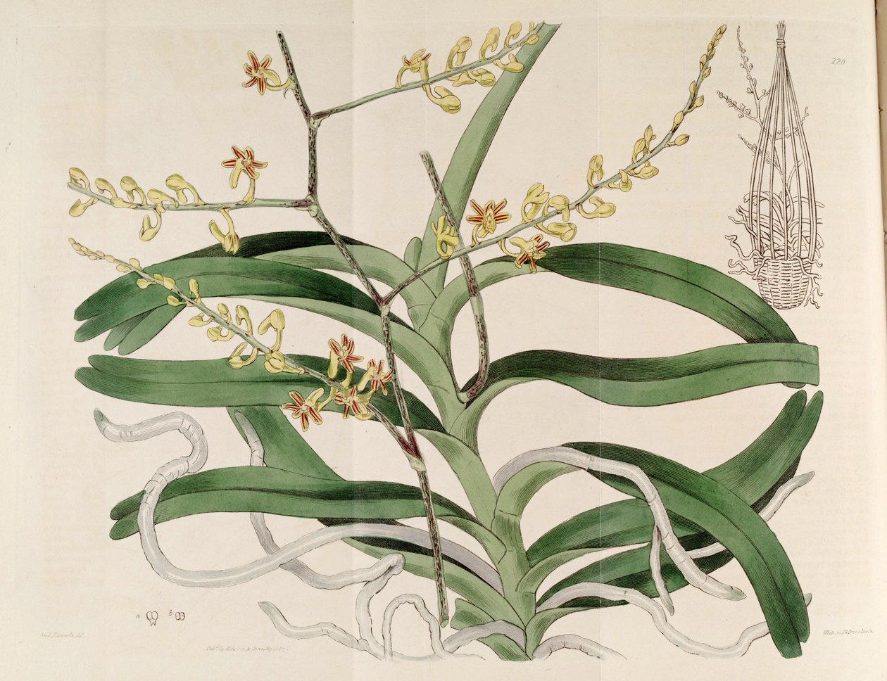 Ilustración de Cleisostoma paniculatum (como sin. Aerides paniculata) de Sydenham Teast Edwards