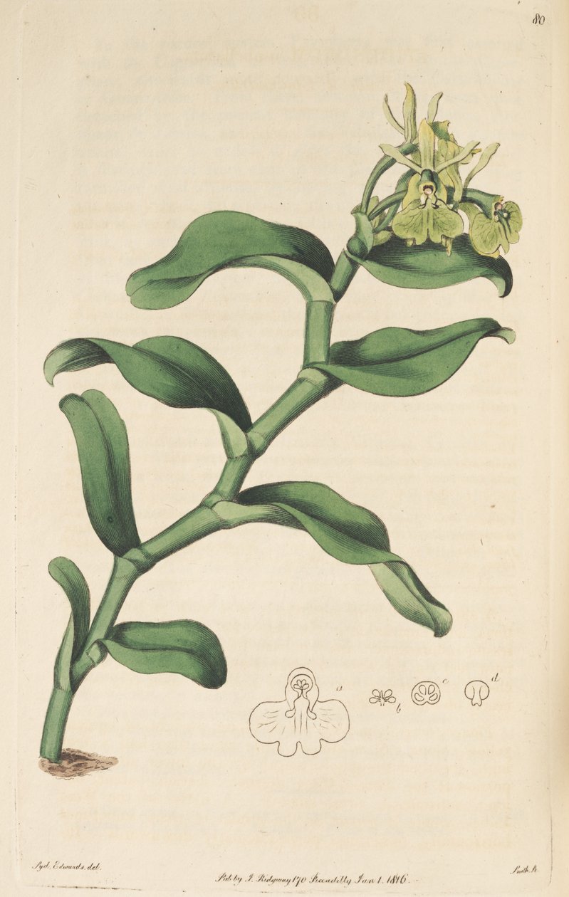 Ilustración de Epidendrum umbelliferum (como sin. Epidendrum umbellatum) de Sydenham Teast Edwards